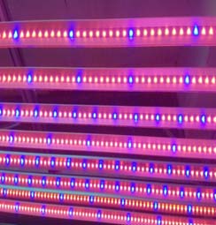 10W LED Plant light tube