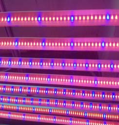 10W LED植物灯灯管